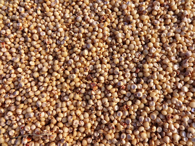 Organic Sorghum