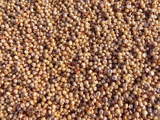 Organic Sorghum